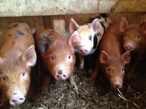 pigs